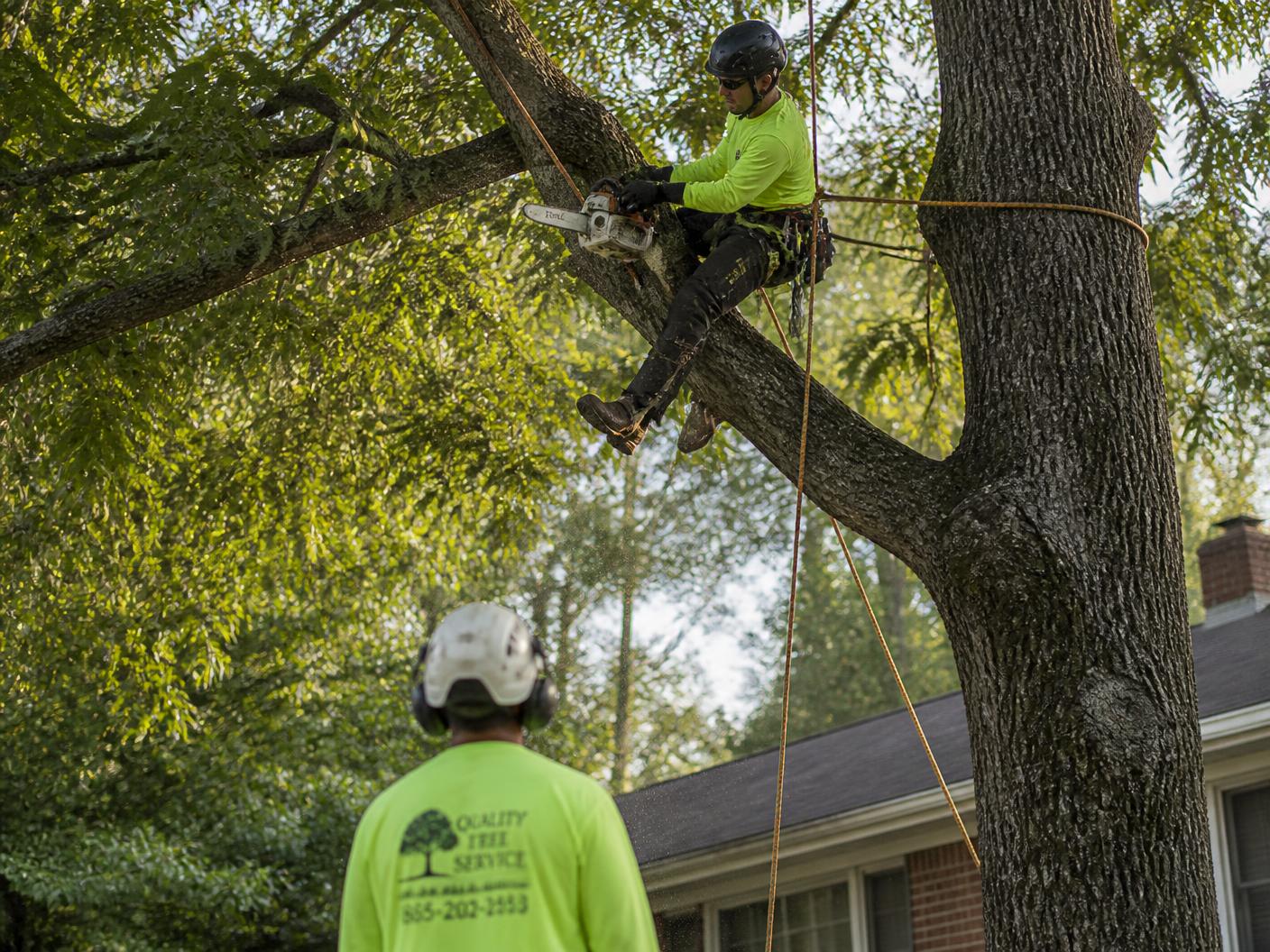 Tree Trimming & Tree Care in Knoxville, Tennessee by HomeVibes